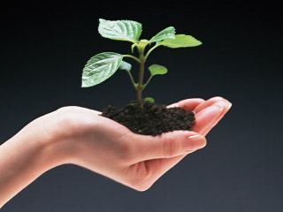 Imagen de una planta entre las manos